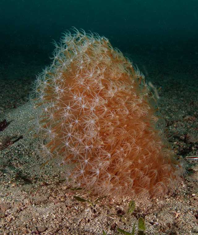 Cavernularia glans